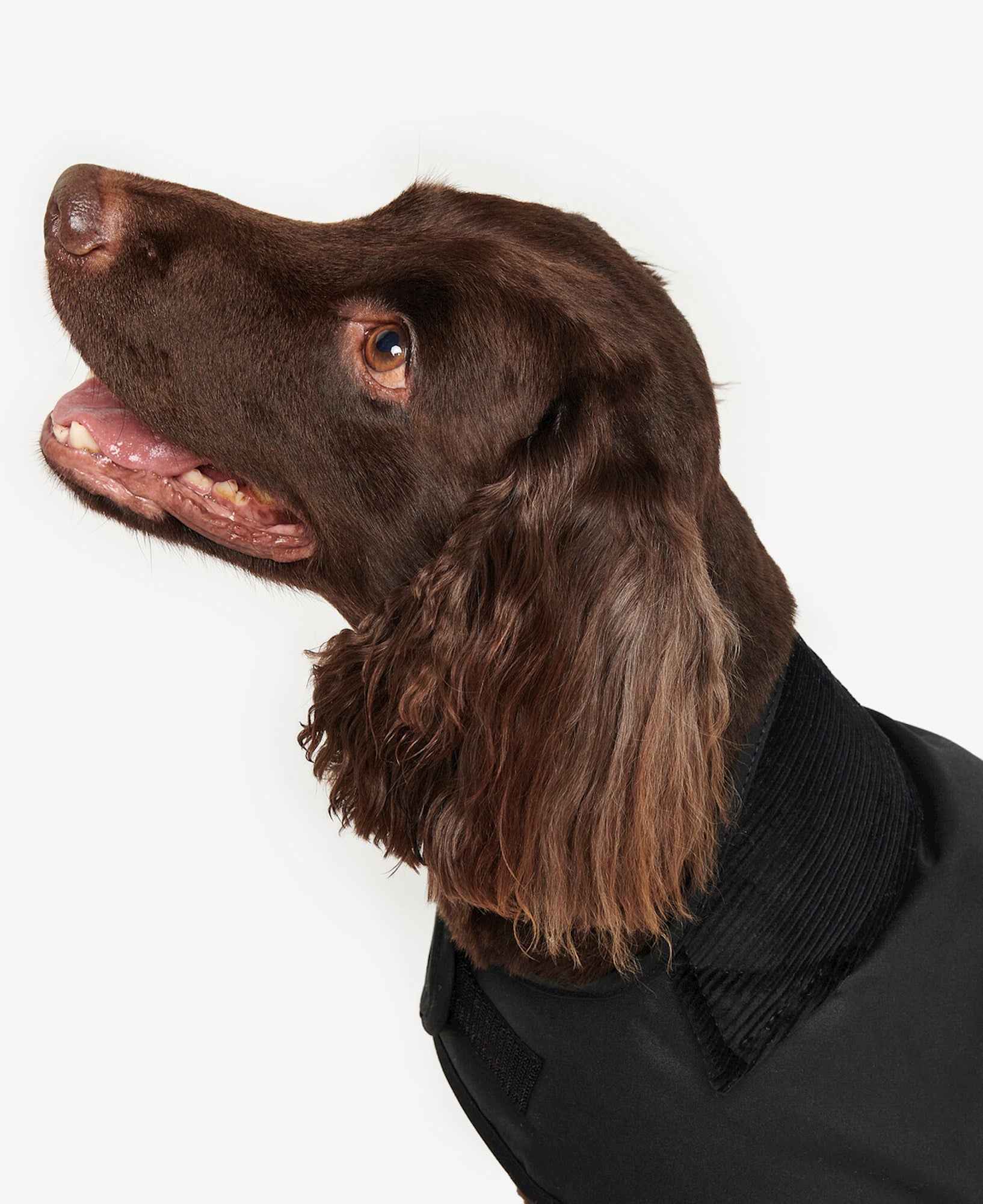 Barbour Veste wax chien
