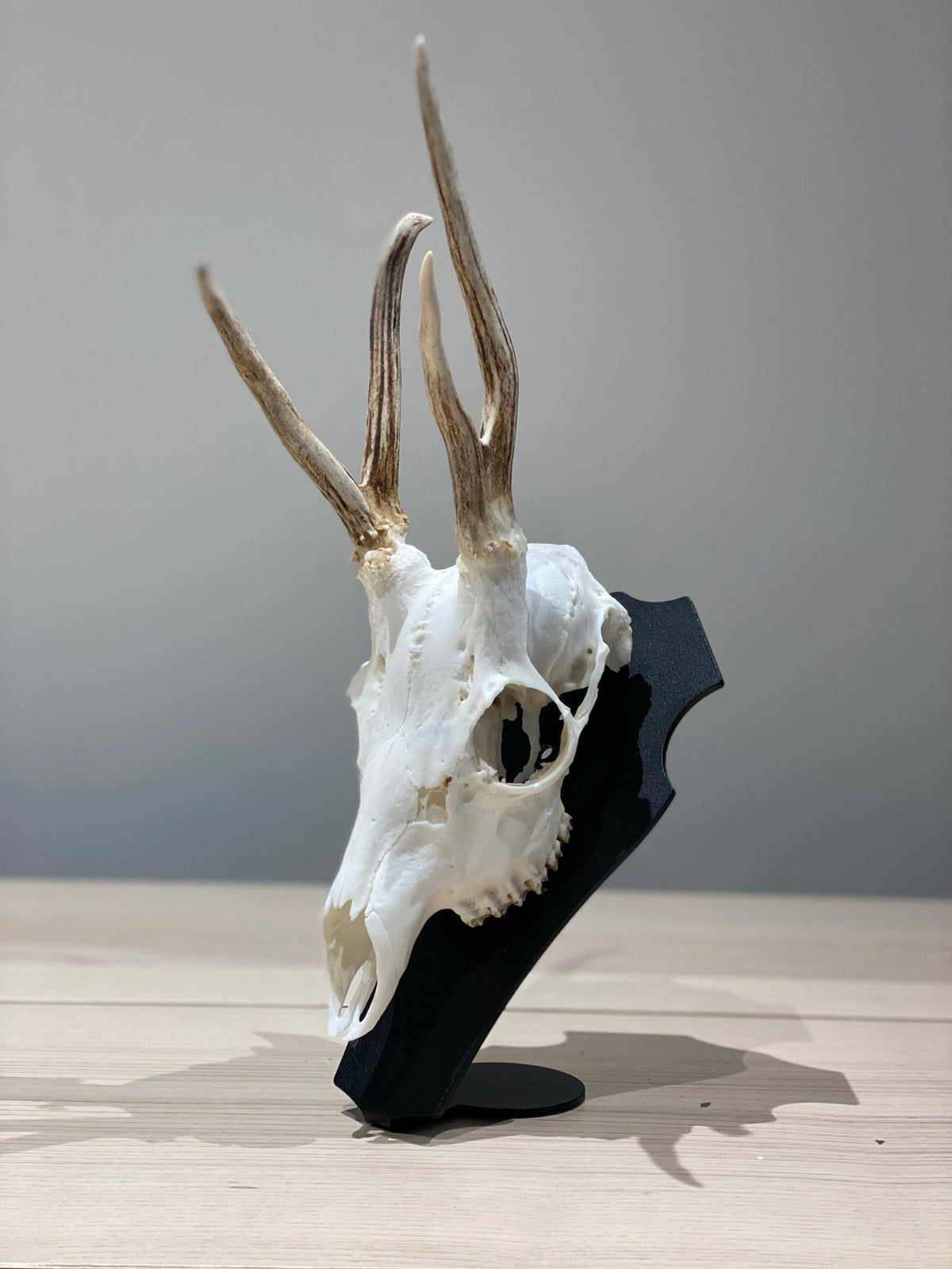 Cranium Design Support Trophée Primus
