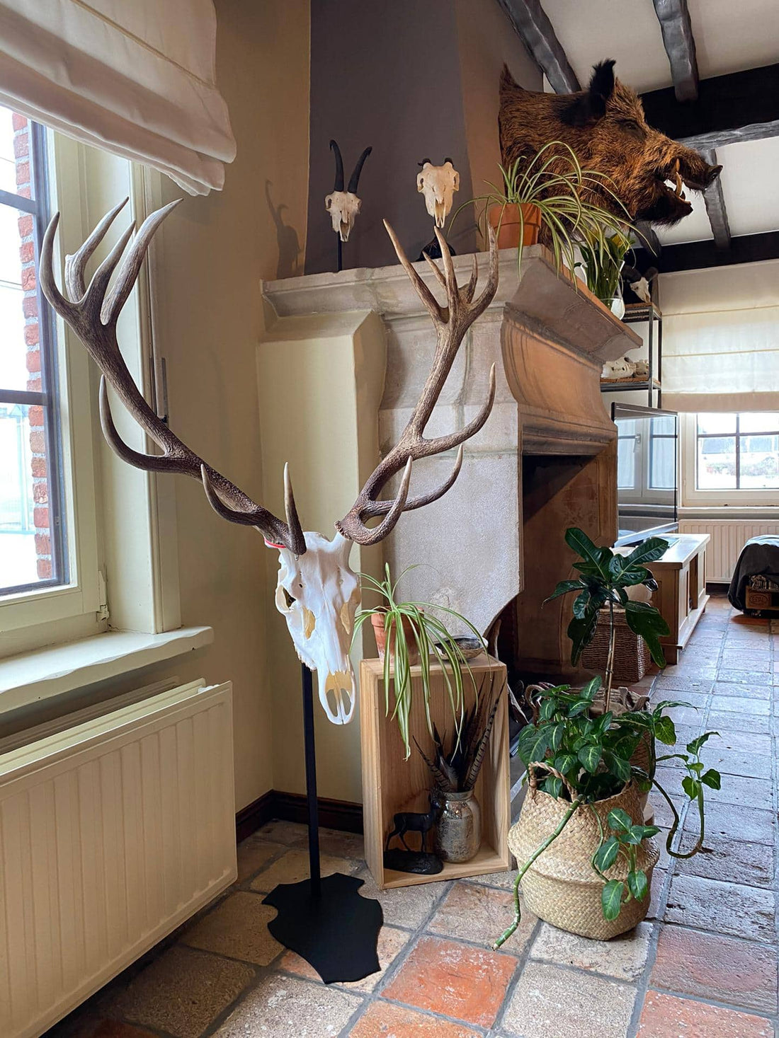 Cranium Design Support trofee Altum