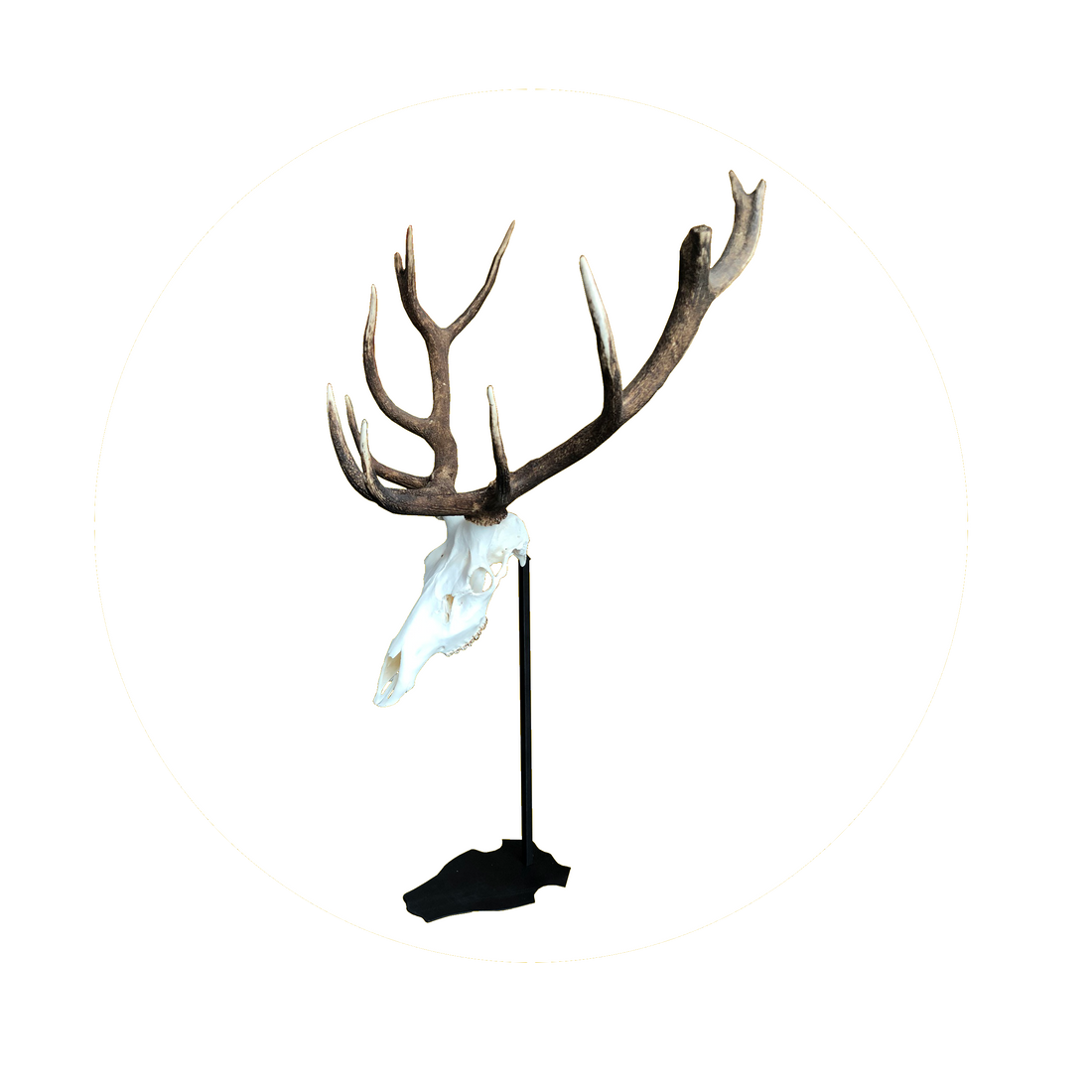 Cranium Design Support trofee Altum