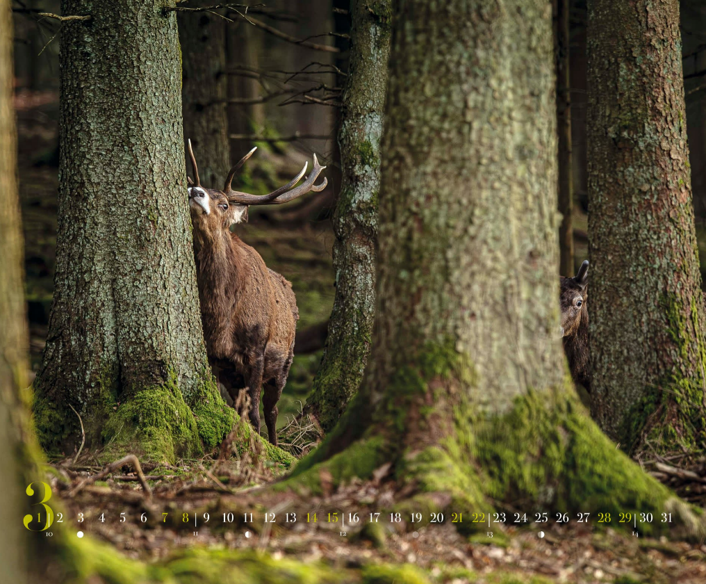 Calendrier 2026  Philippe ALLARD