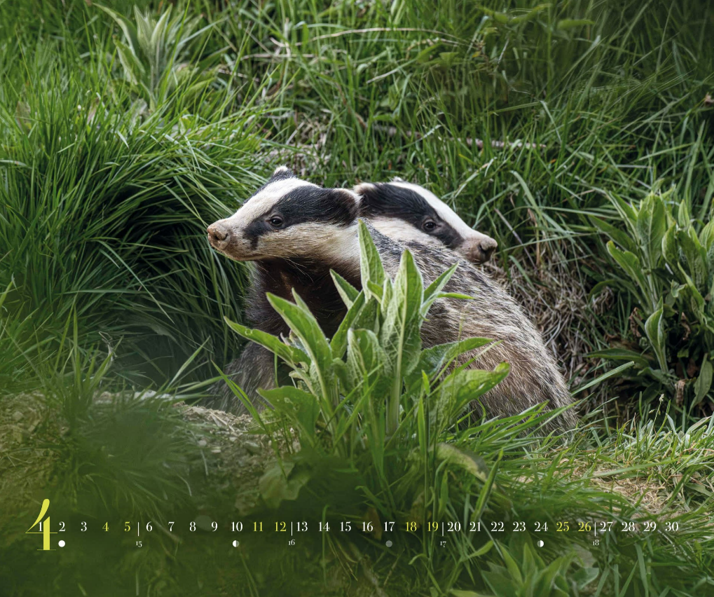 Calendrier 2026  Philippe ALLARD