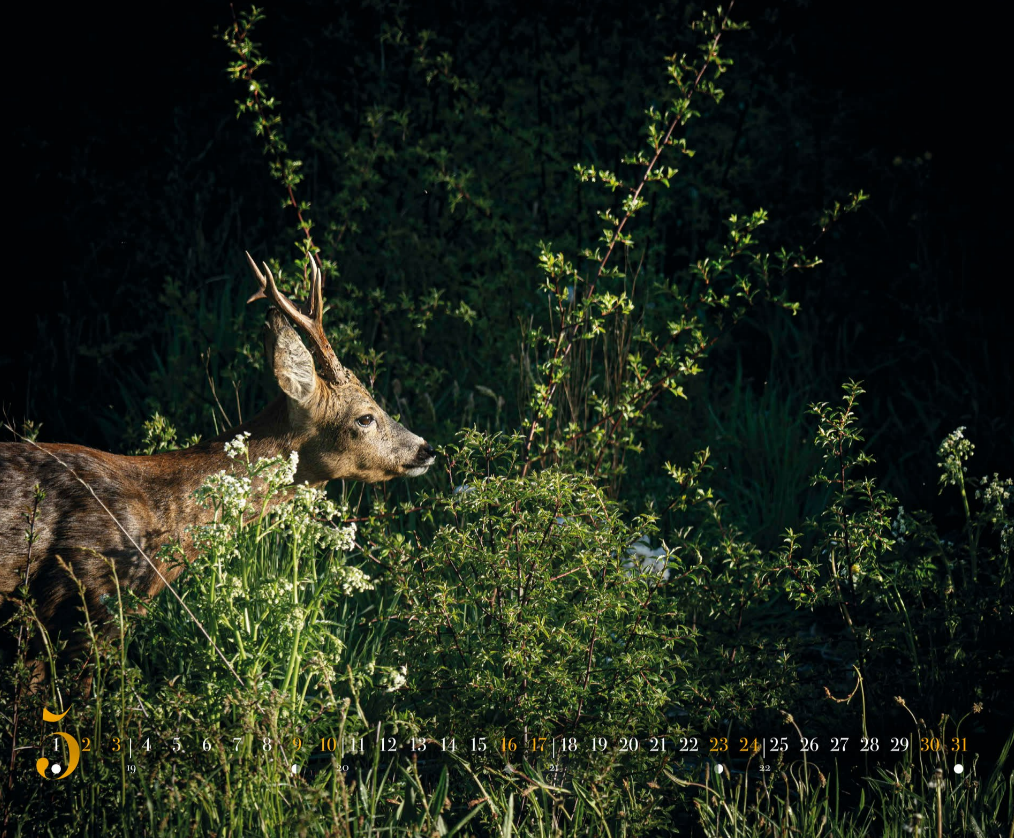 Calendrier 2026  Philippe ALLARD