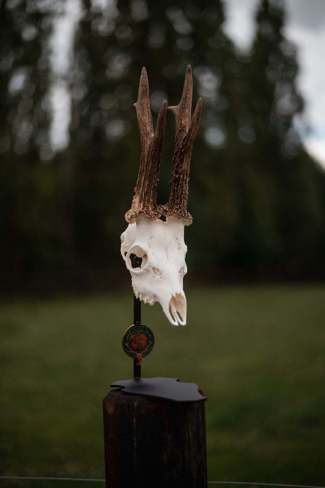 Cranium Design Parvus d&