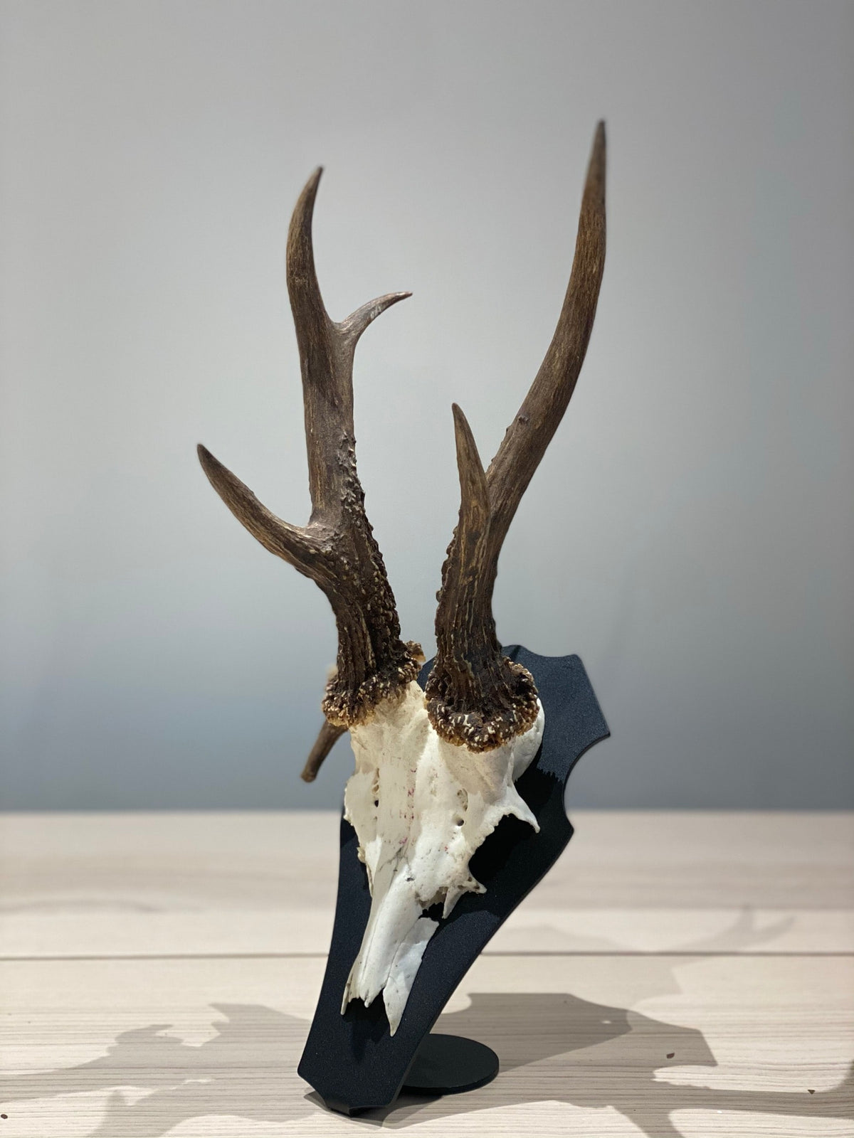 Cranium Design Support Trophée Primus