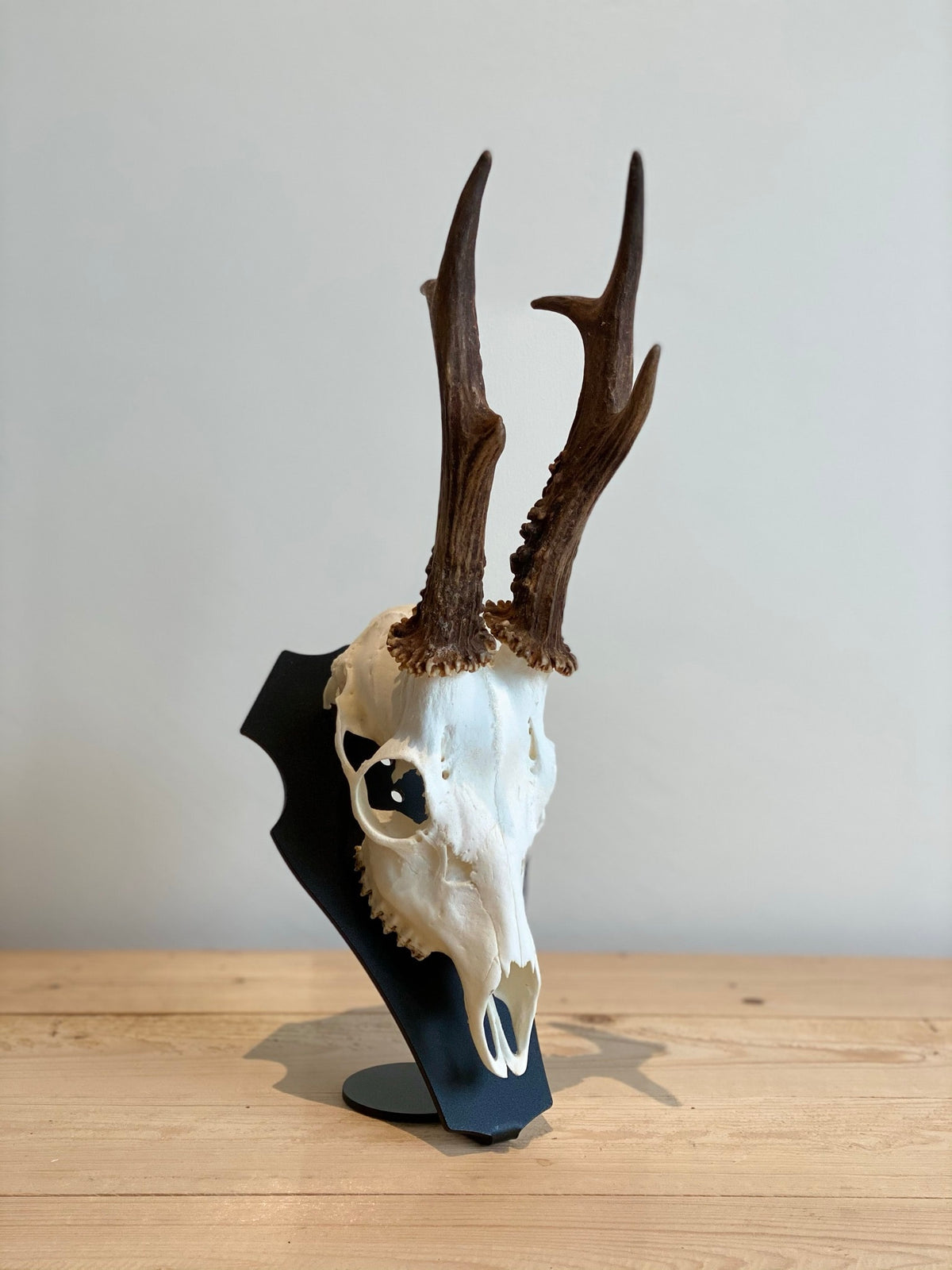 Cranium Design Support Trophée Primus